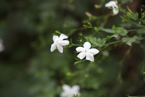 shouk el yasmine shouk el yesmine